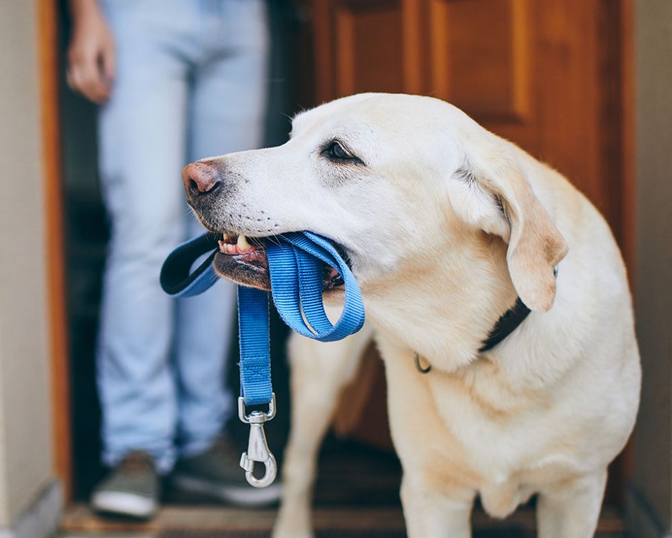 Services Pet Patrol LLC Dog Walking and Pet Sitting in Orland Park