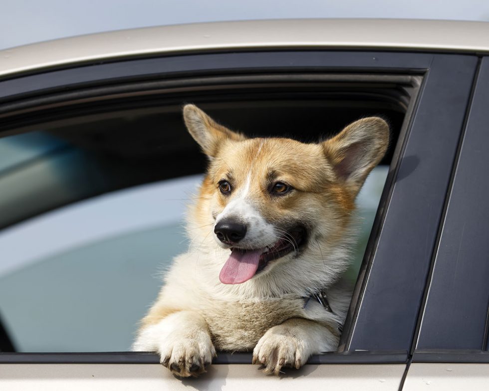 Services Pet Patrol LLC Dog Walking and Pet Sitting in Orland Park