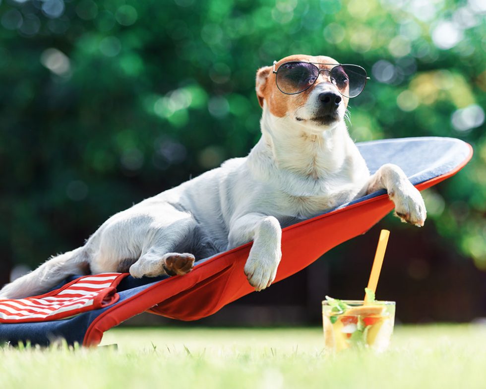 Services Pet Patrol LLC Dog Walking and Pet Sitting in Orland Park