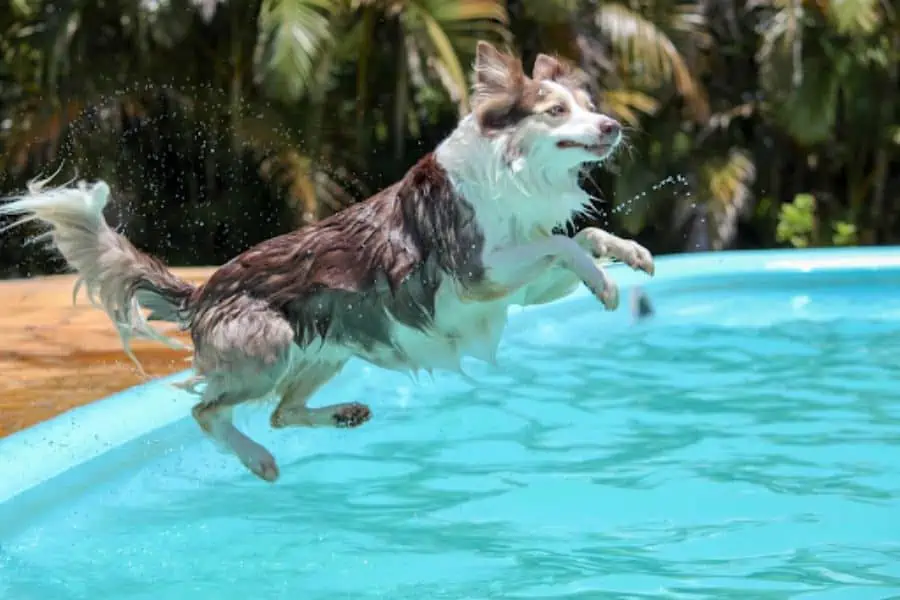 5 Ways to Keep Your Dog Safe in the Water