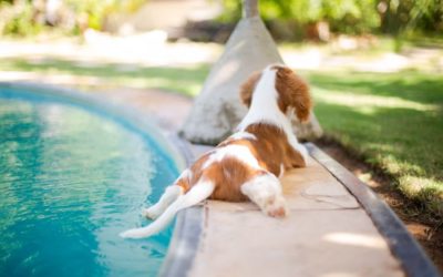 The Top 5 Ways to Keep Your Dog Safe in the Water