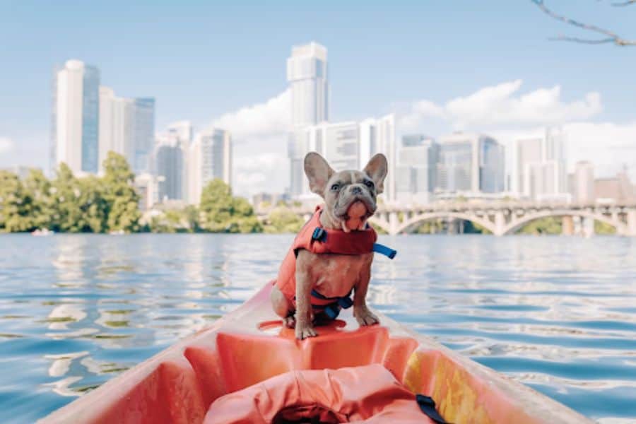 Top 5 Ways to Keep Your Dog Safe in the Water