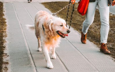 3 Things You Didn't Know about the Best Pet Sitters & Dog Walkers in Orland Park