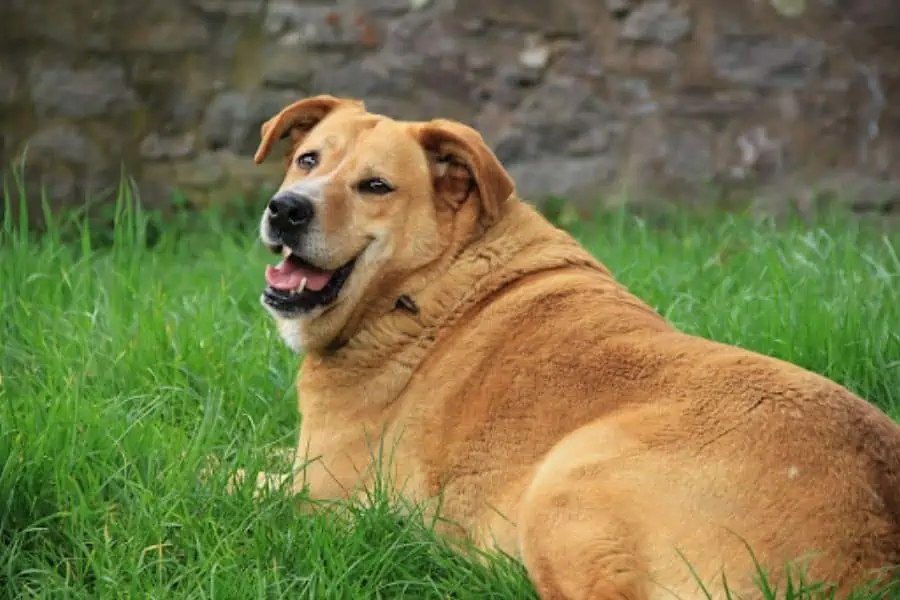 Your Pet Obese 5 Signs to Look Out for