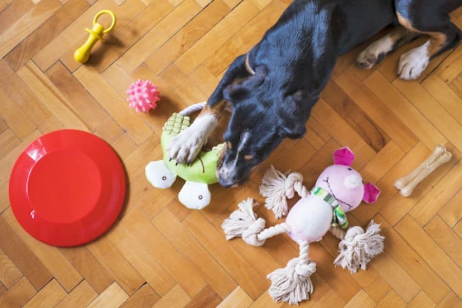 4 Safest Toys and Gifts for Your Pets This Holiday Season