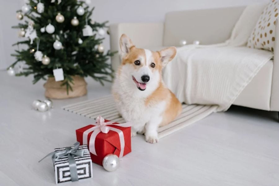 The Top 4 Safest Toys and Gifts for Your Pets This Holiday Season