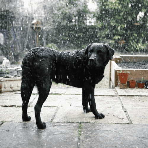 dog in yard during storm ct shoreline