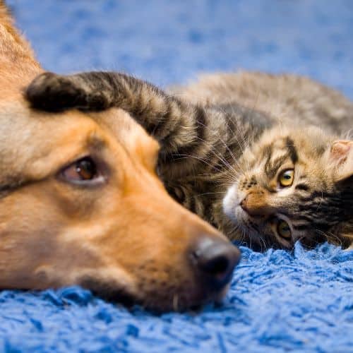 Pet Patrol - Benefits and Perks 