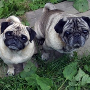 Pet Patrol Employment Page - Why You Should Work at Pet Patrol
